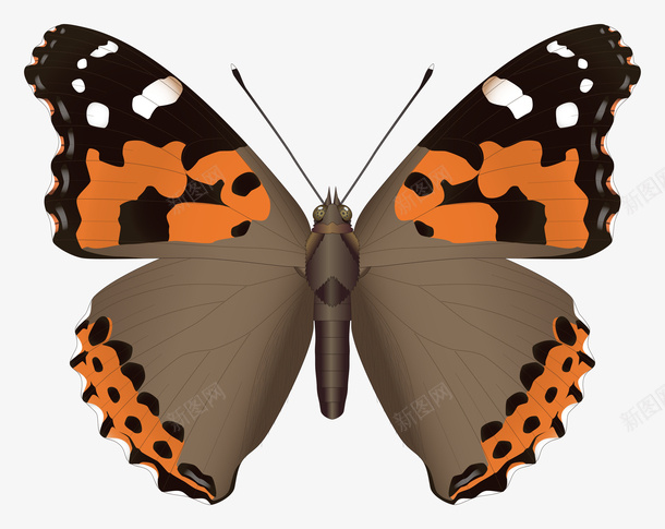 昆虫彩色蝴蝶PNGpng免抠素材_88icon https://88icon.com 彩色蝴蝶PNG图片 彩色蝴蝶 PNG图片 蝴蝶 昆虫 PNG