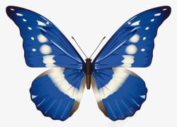 蓝色彩色蝴蝶PNG图片素材