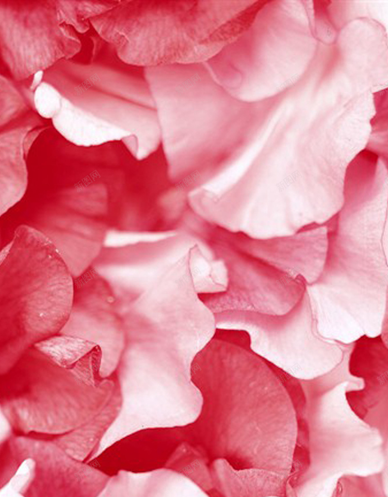 唯美花瓣H5背景jpg设计背景_88icon https://88icon.com 小清新 几何 唯美 扁平 文艺 H5背景 花朵 H5 h5 简约