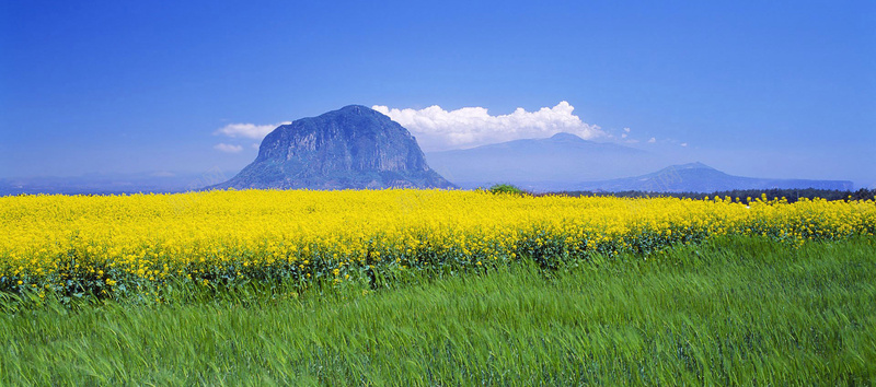 油菜花田背景背景