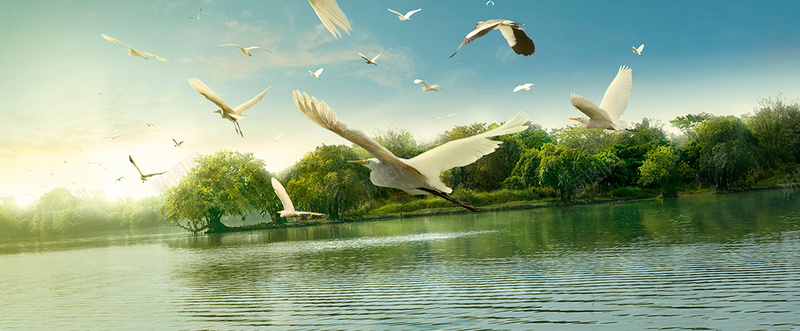 鸟湿地背景banner背景