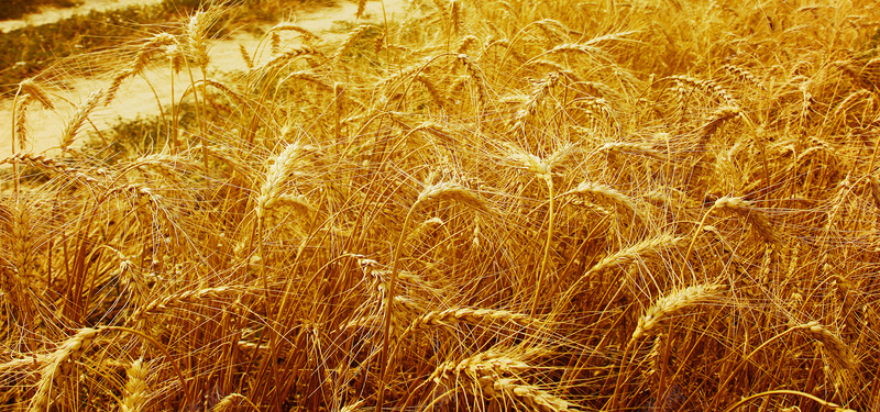 金色麦穗摄影背景背景