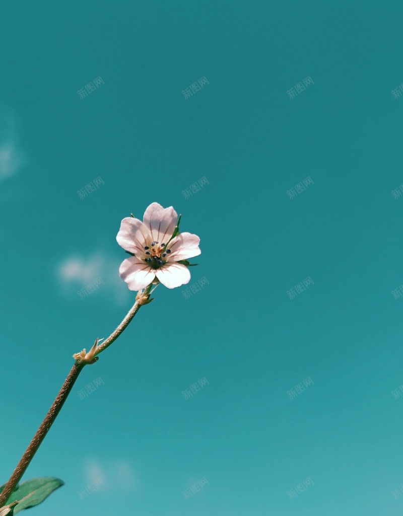 一朵迷人的小花花jpg设计背景_88icon https://88icon.com 花朵 蓝天 晴朗 壁纸