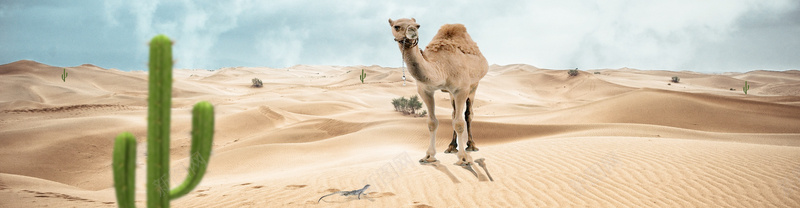沙漠骆驼仙人掌创意背景banner背景