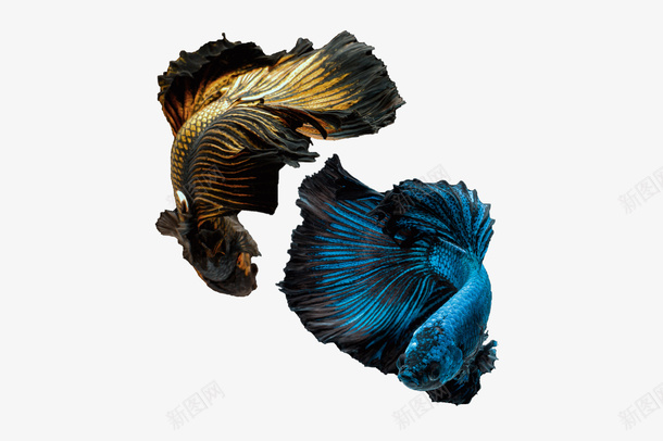 鱼动物抠图素材png免抠素材_88icon https://88icon.com 鱼 动物 抠图 蓝色 黄色