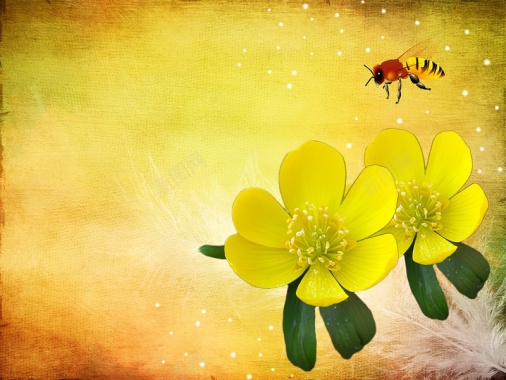 黄色背景中的黄花和小蜜蜂背景素材背景
