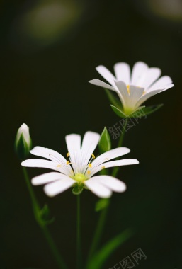 高清白色小花背景