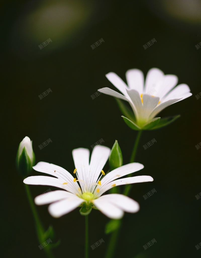 高清白色小花jpg设计背景_88icon https://88icon.com 高清 植物 花朵 小花