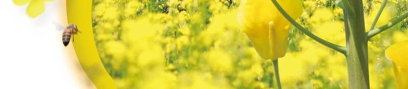 小清新春天你好油菜花风景插画psd设计背景_88icon https://88icon.com 小清晰插画 油菜花旅游 春天插画 春天风景 绿色 踏青 春天海报 春季出游 春季卡通 春季少女 春季促销 春天元素 春季背景 春季海报 出游踏青 油菜花风景插画 清新 油菜 海报