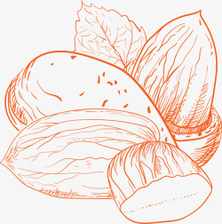 天然植物甜杏仁手绘图高清图片