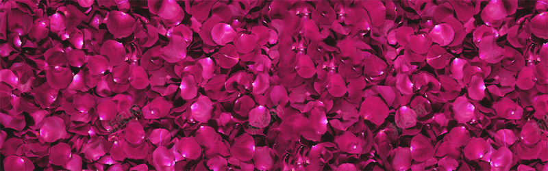深粉色浪漫玫瑰花瓣背景背景