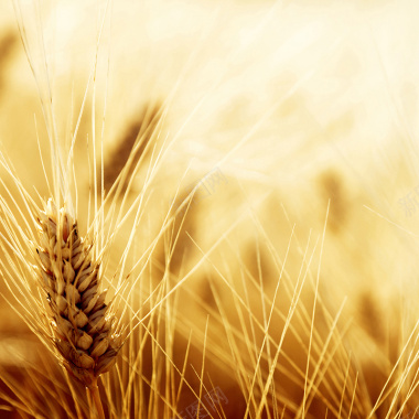 黄色秋季小麦背景背景