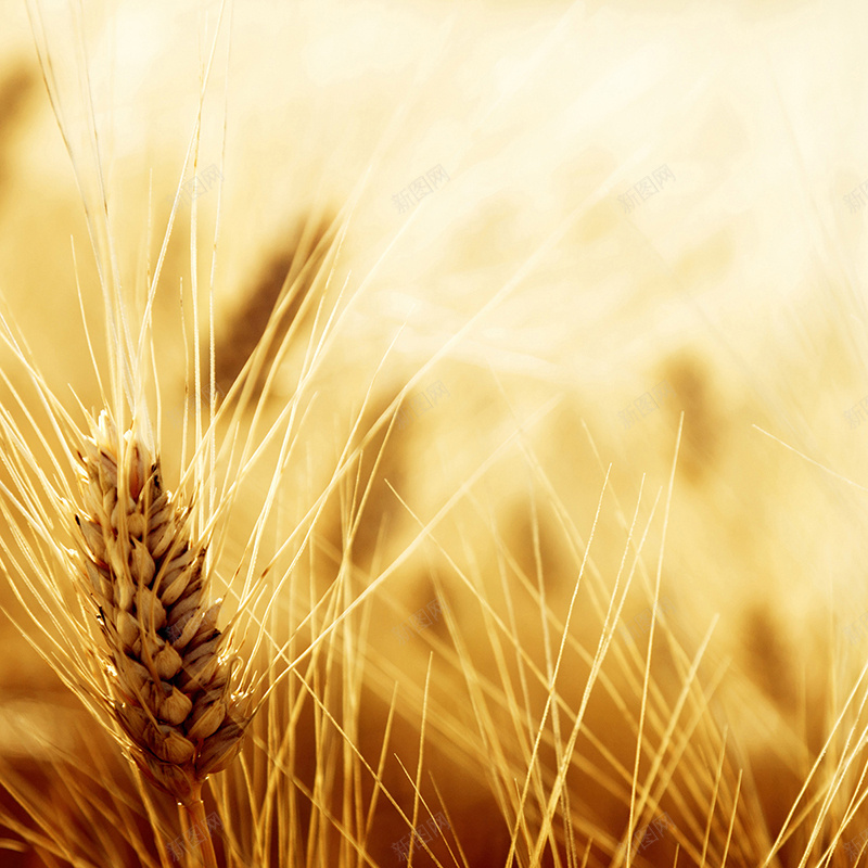 黄色秋季小麦背景jpg设计背景_88icon https://88icon.com 黄色 秋季 小麦 麦子 麦穗 收获 摄影 主图 风景