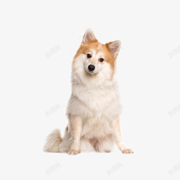 狗狗宠物PNGpng免抠素材_88icon https://88icon.com 狗 宠物 Dog 动物