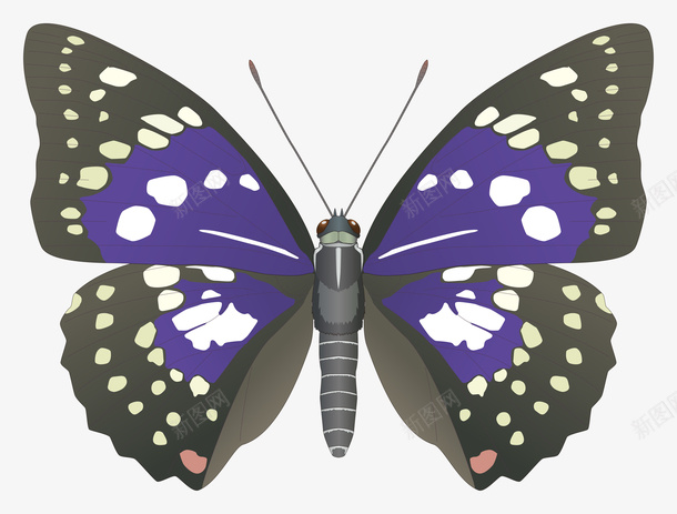 彩色蝴蝶图片素材png免抠素材_88icon https://88icon.com PNG PNG图片 动态蝴蝶 彩色蝴蝶 彩色蝴蝶PNG图片 昆虫 蝴蝶