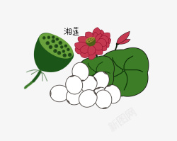 手绘莲子手绘草药湘莲高清图片