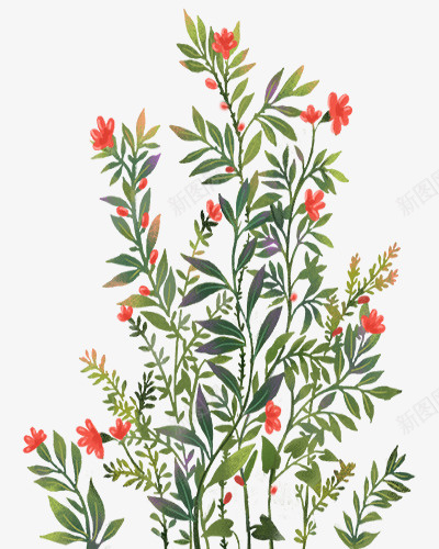 一簇鲜艳的花和果实png免抠素材_88icon https://88icon.com 盛开 红色 植物 果实