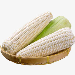 白玉米生鲜新鲜蔬果糯玉米白玉米高清图片