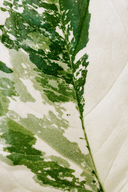 绿色背景植物白色墙纸背景