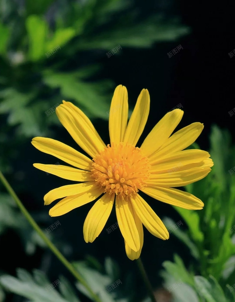 春天盛开黄色花朵H5背景jpg设计背景_88icon https://88icon.com 春天 盛开 黄色 花朵 绿色 H5背景 摄影 风景 艺术