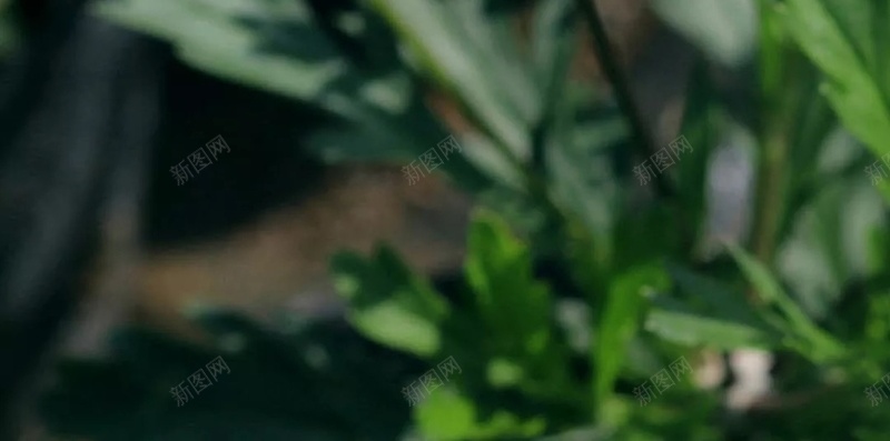 春天盛开黄色花朵H5背景jpg设计背景_88icon https://88icon.com 春天 盛开 黄色 花朵 绿色 H5背景 摄影 风景 艺术