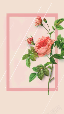 女生节粉色玫瑰边框H5背景素材背景