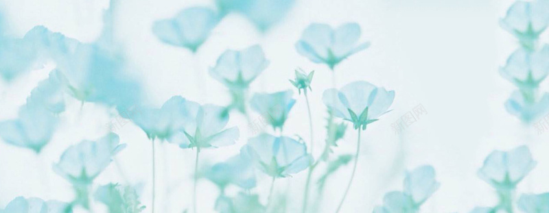 蓝色的花背景