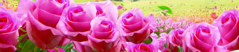浪漫梦幻玫瑰花花瓣背景素材psd设计背景_88icon https://88icon.com 玫瑰花 梦幻 浪漫 粉色 花瓣 花海 女装海报 花店海报背景 粉色天空 护肤品背景 背景素材