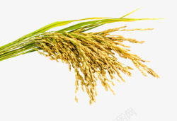 黄色稻穗稻穗水稻农作物高清图片