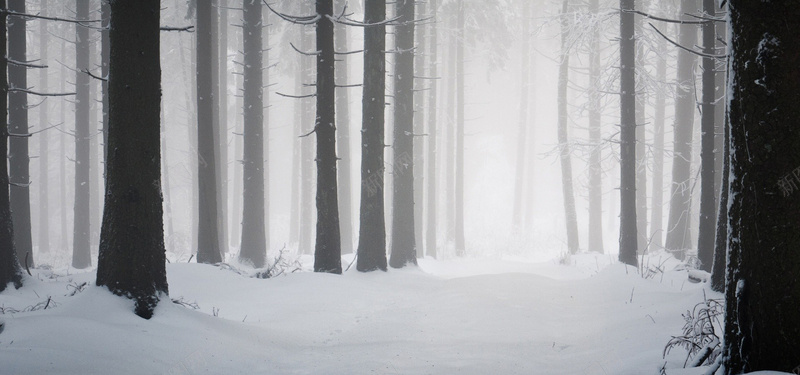 冬季的树林背景装饰背景