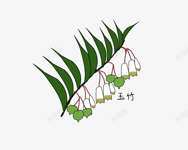 手绘玉竹植物png免抠素材_88icon https://88icon.com 中药 中药材 手绘 手绘中药材 果实 植物 玉竹 花