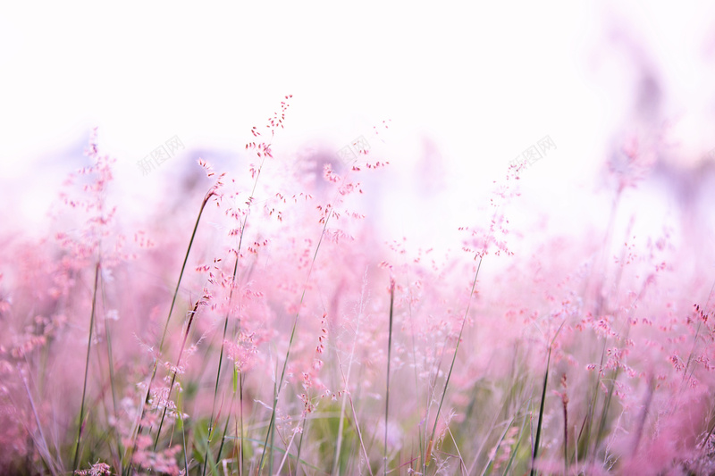 风景花花卉草地山水画彩色花朵jpg设计背景_88icon https://88icon.com 花 唯美 背景 高清