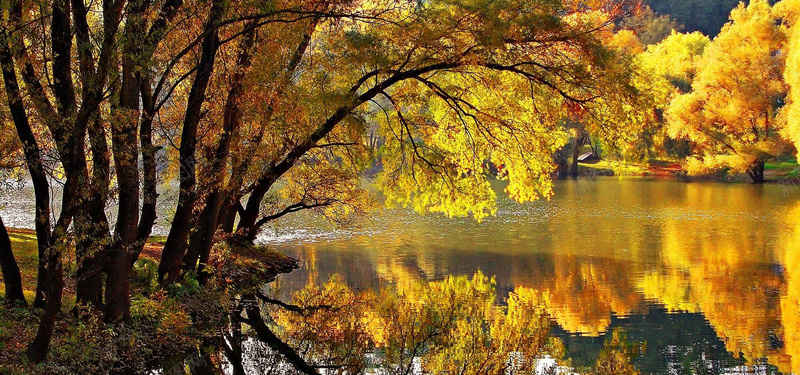 秋天金色树林背景背景