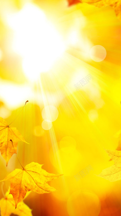 萧瑟的秋天阳光下黄色枫叶秋天H5背景素材高清图片