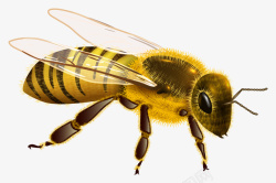 蜜蜂PNG图片素材素材