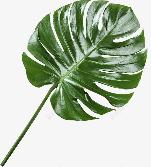 热带绿叶装饰植物png免抠素材_88icon https://88icon.com 植物 龟背竹 叶子 装饰植物