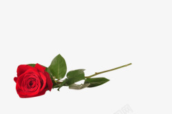 红玫瑰抠图花草素材