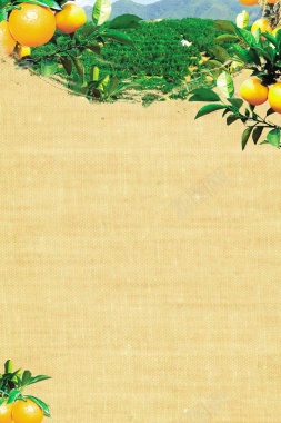 小清新新鲜蜜桔水果背景