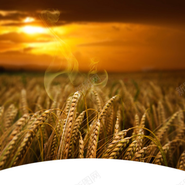 夕阳下的稻田主图背景