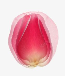 粉色玫瑰花花瓣装饰素材素材