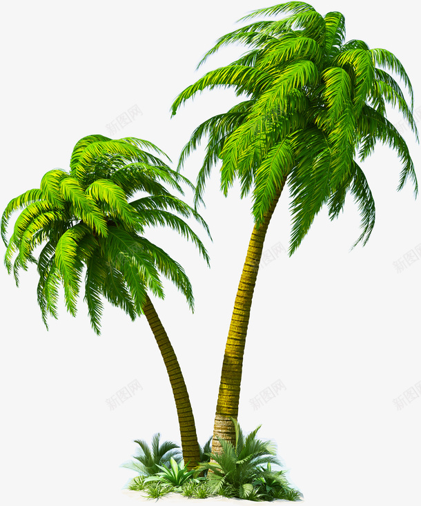 椰树热带植物热带树png免抠素材_88icon https://88icon.com 椰树 热带植物 绿色植物 树 绿树 椰子树