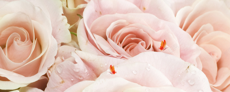 浪漫粉色玫瑰花淘宝网站背景图背景