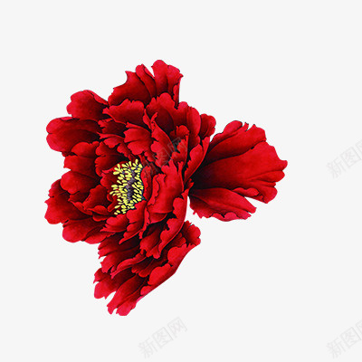 一大朵漂亮的红花png免抠素材_88icon https://88icon.com 红色 花朵 植物 漂亮