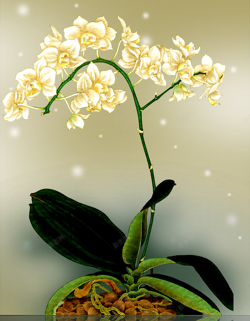 花开富贵蝴蝶兰海报背景素材psd设计背景_88icon https://88icon.com 中国画 国画 富 富贵吉祥 富贵吉祥图 山石 工笔画 桃花 玉兰花 白色蝴蝶兰 花开富贵 蝴蝶兰 锦绣前程 鲜花