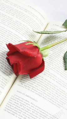书里的玫瑰花H5背景背景