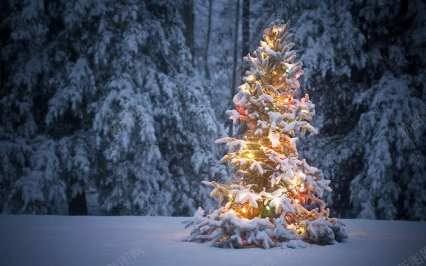 唯美冬季圣诞树夜景jpg设计背景_88icon https://88icon.com 冬季 圣诞树 夜景