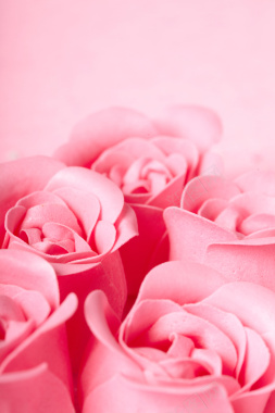 玫瑰花粉色背景素材背景