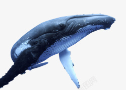 鲸鱼遨游天际素材