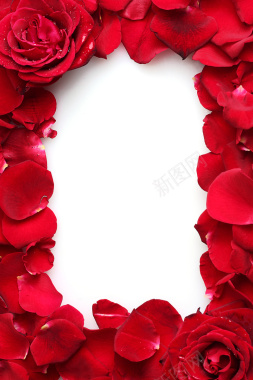 红色玫瑰花框背景