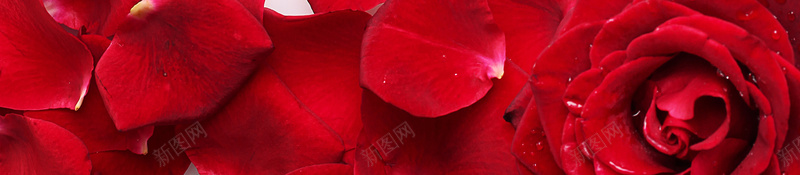 红色玫瑰花框jpg设计背景_88icon https://88icon.com PPT 玫瑰 玫瑰花线框 红色 花框